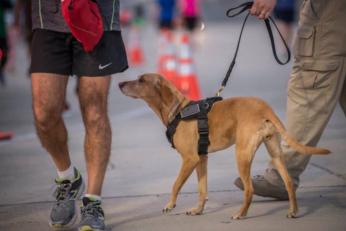 A security dog sniffs a runner before the 5K on the Runway Race at Tampa International Airport.