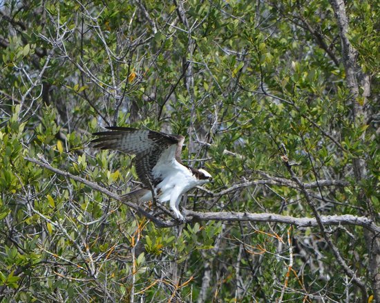 Ospreys in Clam Bayou Nature Park, St. Petersburg.