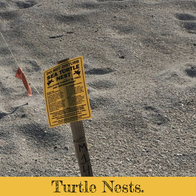 Turtle nest on Madeira Beach, Florida