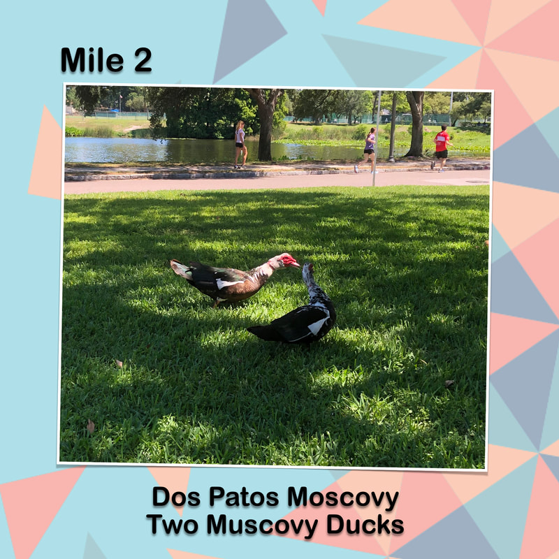 Cinco de Miler graphic for mile two has a photo of two Muscovy Ducks in the grass.