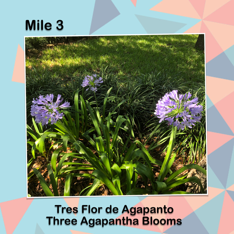 Cinco de Miler graphic for mile 3 has a photo of 3 Agapantha blooms in a garden.