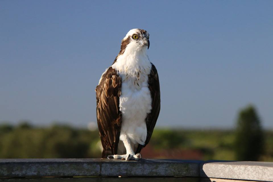 An Osprey is perched on the observation tower the morning of the Weedon Island Trail Race.