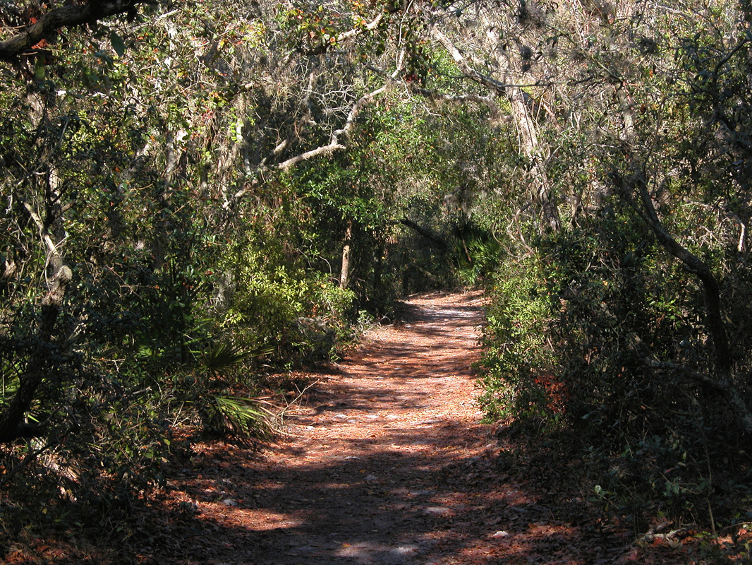 Boy Scout Trail at Weedon Island
